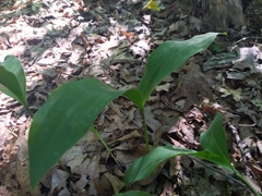 Convallaria