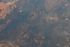 Evasterias troschelii