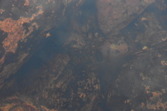 Evasterias troschelii