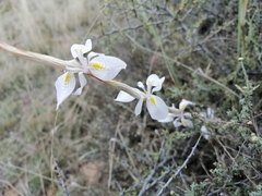 Moraea simulans