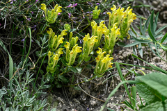 Scutellaria orientalis