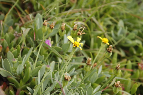 Image of Tree Babooncabbage by (c) Tony Rebelo, some rights reserved (CC BY-SA)