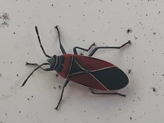 Neacoryphus bicrucis