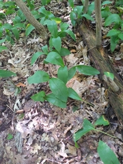 Convallaria