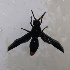Synagris