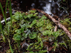 Conocephalum conicum