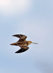 Lymnocryptes minimus