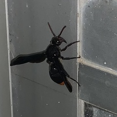Synagris