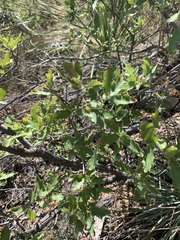 Quercus pungens
