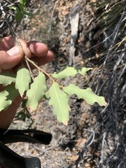 Quercus pungens