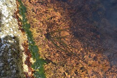 Phyllospadix scouleri