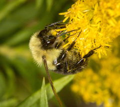 Bombus impatiens