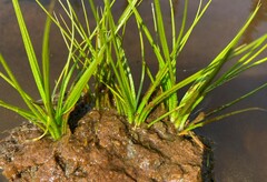 Isoetes echinospora