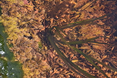 Phyllospadix scouleri