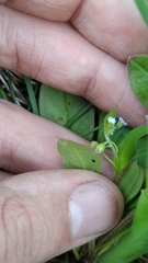 Myosotis sparsiflora