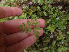 Coptis aspleniifolia