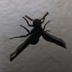 Synagris