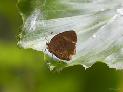 Arhopala eumolphus maxwelli