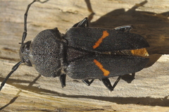 Megaderus stigma