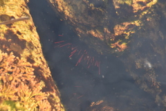 Mesocentrotus franciscanus