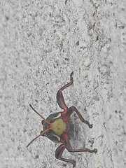 Sphenarium purpurascens