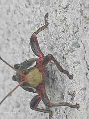 Sphenarium purpurascens