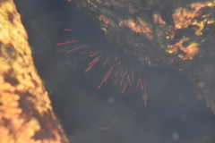 Mesocentrotus franciscanus