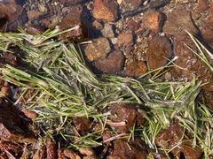 Isoetes echinospora