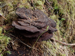 Phaeolus schweinitzii