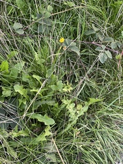 Taraxacum officinale