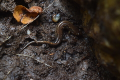 Desmognathus ocoee