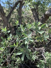Quercus grisea
