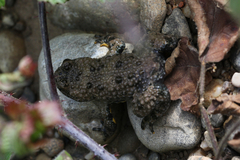 Bombina variegata