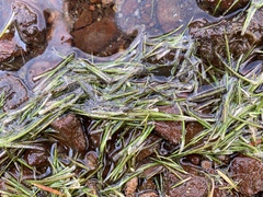 Isoetes echinospora