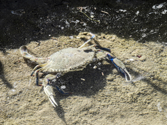 Callinectes similis