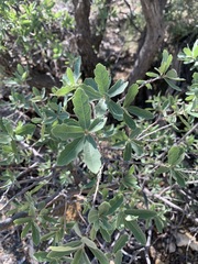 Quercus grisea