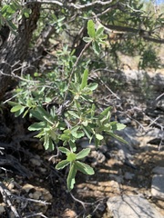 Quercus grisea