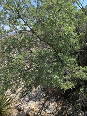 Quercus grisea
