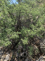 Quercus grisea