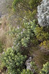 Lobostemon glaucophyllus