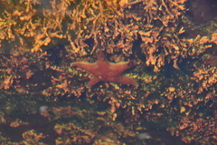 Dermasterias imbricata