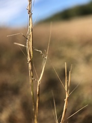 Aristida basiramea