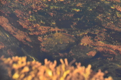 Haliotis kamtschatkana