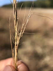 Aristida basiramea