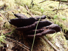 Phaeolus schweinitzii