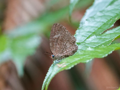 Arhopala eumolphus maxwelli