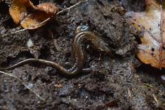 Desmognathus ocoee