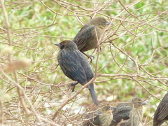 Chrysomus ruficapillus