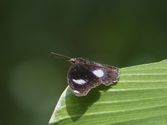 Hypolimnas bolina bolina