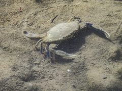 Callinectes similis